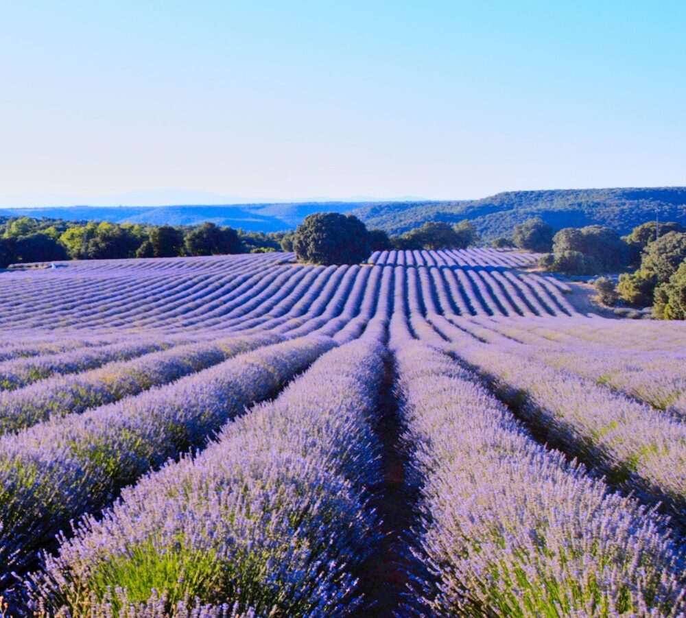 ラベンダー畑のアイコン２