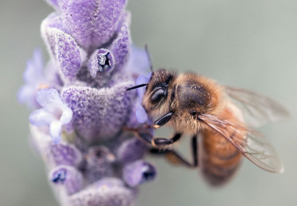 ミツバチとラベンダー